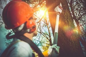 Tree service Fredericksburg